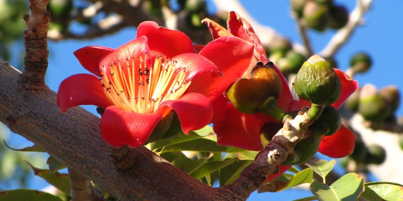 Hoa gạo là giống hoa phổ biến nơi làng quê