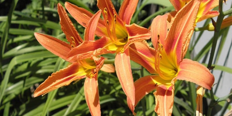 Hoa hiên là giống hoa khá phổ biến trong khu vực 