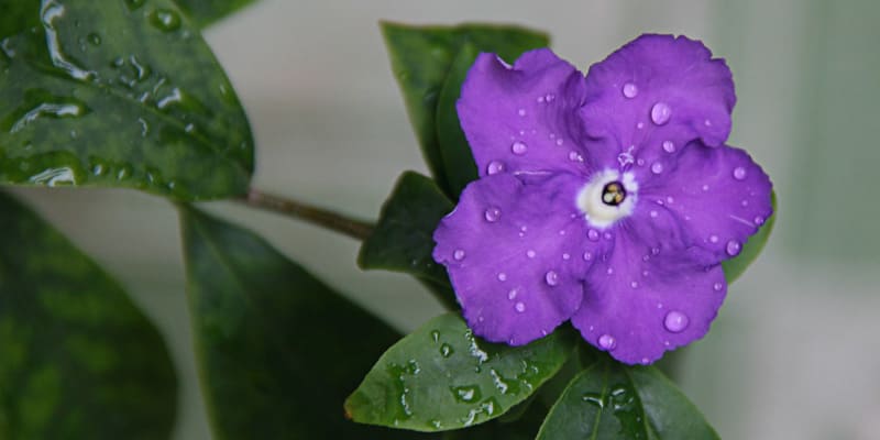 Hoa lài Nhật với sắc tím mộng mơ