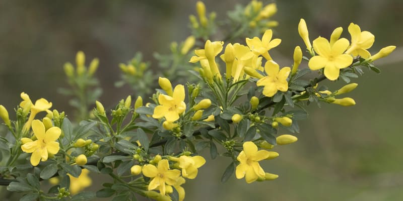 Hoa lài vàng ấn tượng, độc đáo