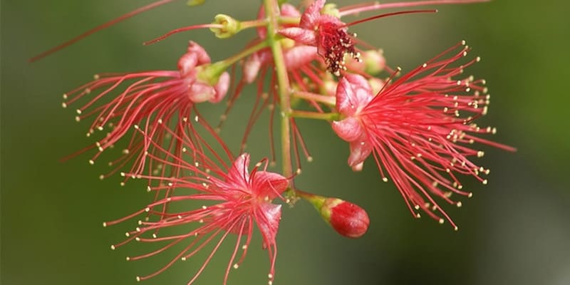 Hoa lộc vừng là cây hoa được nhiều người lựa chọn gieo trồng