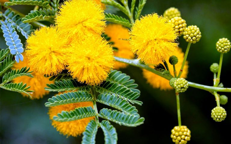 Hoa Mimosa