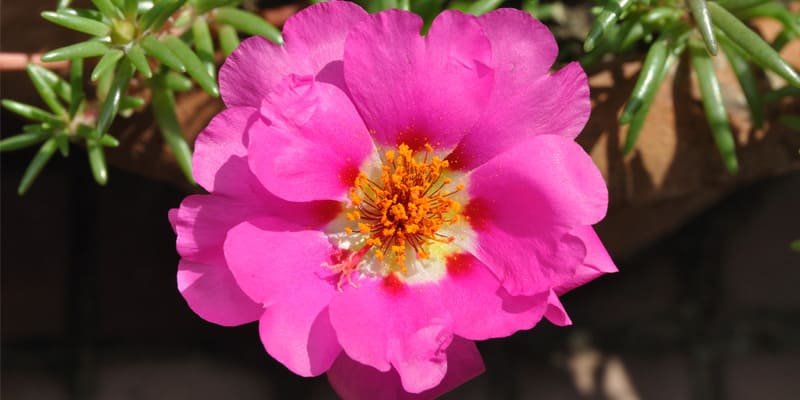 Hoa mười giờ là giống hoa cảnh trang trí đẹp mắt