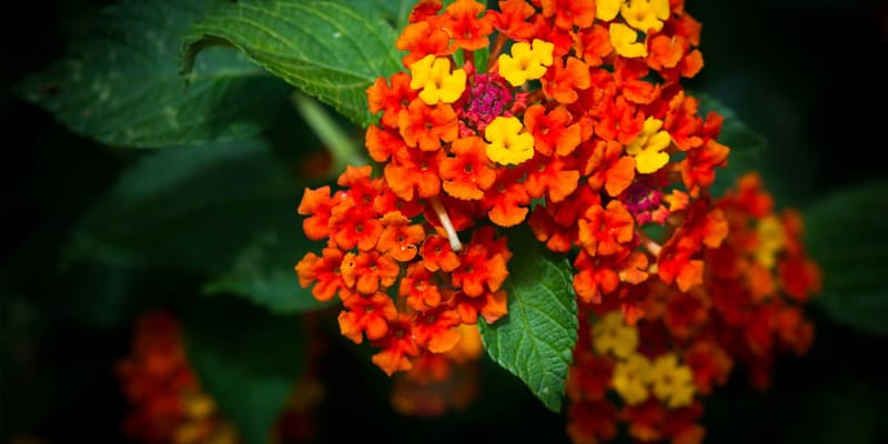 Hoa ngũ sắc được bào chế thành bài thuốc chữa viêm xoang nổi tiếng