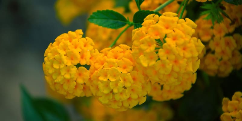 Hoa ngũ sắc màu vàng có nhiều ý nghĩa
