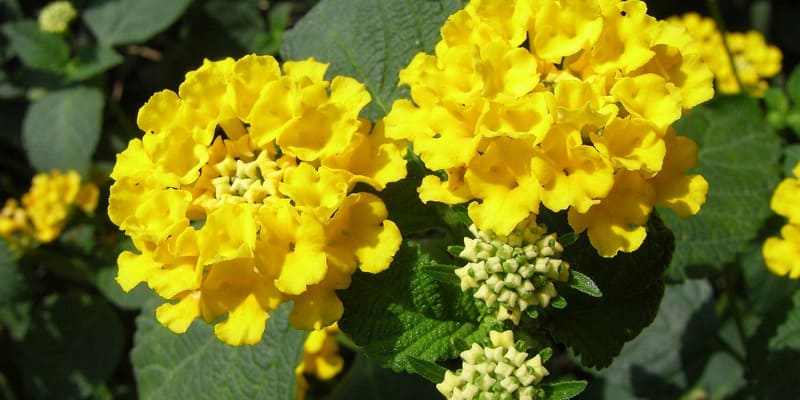 Hoa ngũ sắc vàng đẹp mắt