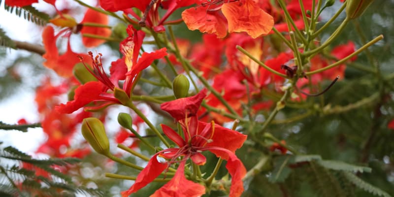 Hoa phượng là giống cây được du nhập vào nước ta từ thời Pháp thuộc