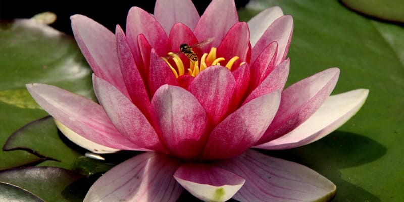 Hoa sen có nhiều công dụng đối với y học