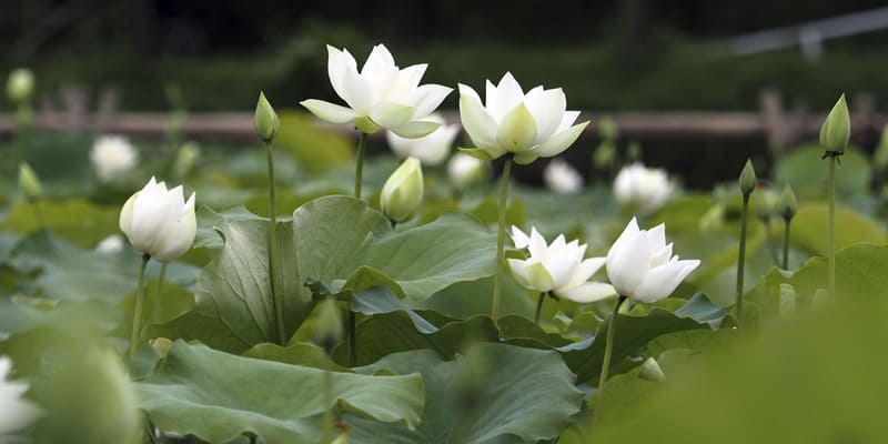 Hoa sen hiện có nhiều loại khác nhau