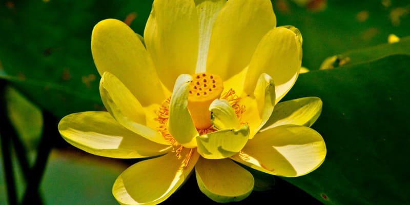 Hoa sen có nhiều màu và ý nghĩa khác nhau