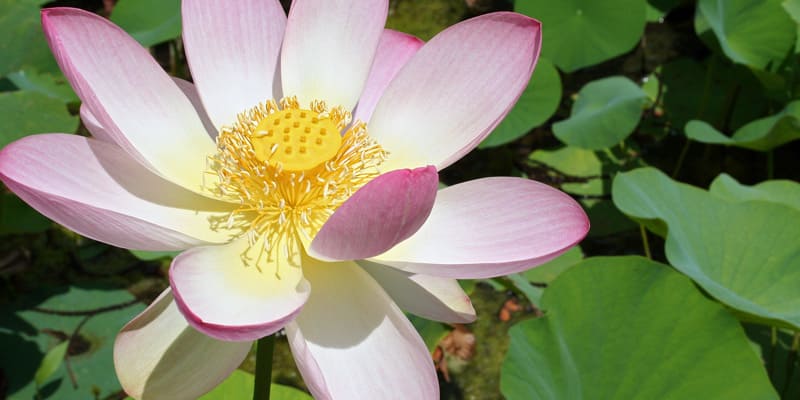 Hoa sen có vẻ đẹp thanh tao