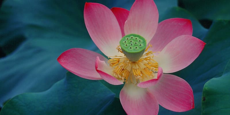 Hoa sen là giống hoa được trồng phổ biến ở nước ta