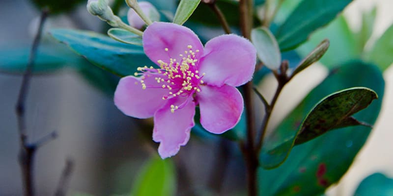 Hoa sim có nhiều ý nghĩa trong văn hóa của các quốc gia