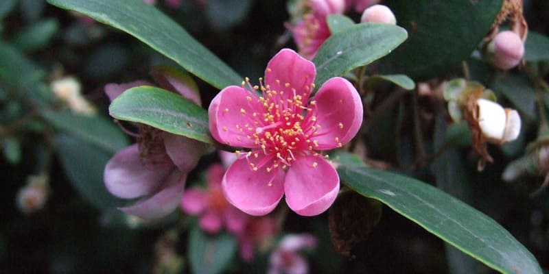 Hoa sim là giống hoa mọc phổ biến ở nước ta