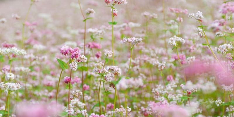 Hoa tam giác mạch là loài hoa đặc trưng phổ biến của núi rừng