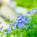 Hoa thanh xà bạch xà