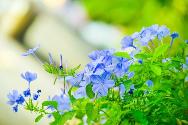 Hoa thanh xà bạch xà