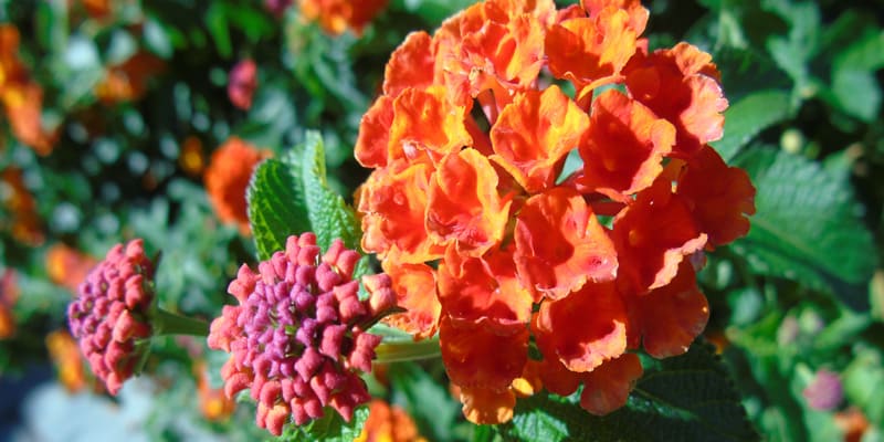 Hoa trâm ổi được nhiều người yêu thích