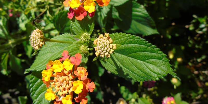 Hoa trâm ổi lặng lẽ làm đẹp cho đời