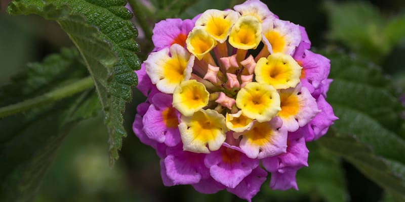 Hoa trâm ổi mọc dại nhưng có nhiều công dụng