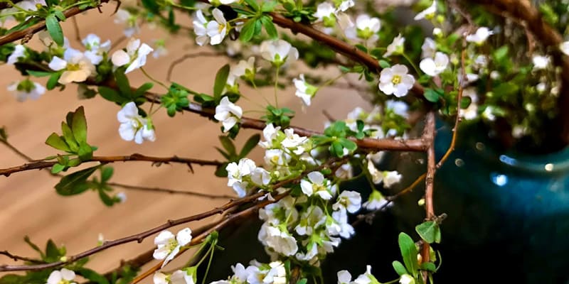 Hoa tuyết mai được tìm thấy chủ yếu tại Trung Quốc