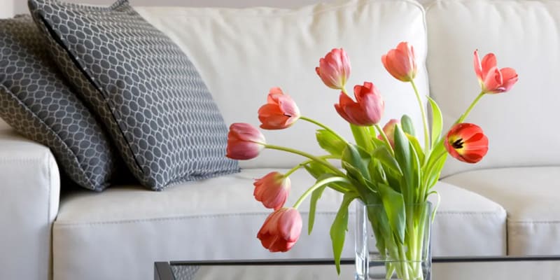 Hoa uất kim cương thích hợp trang trí trong lọ