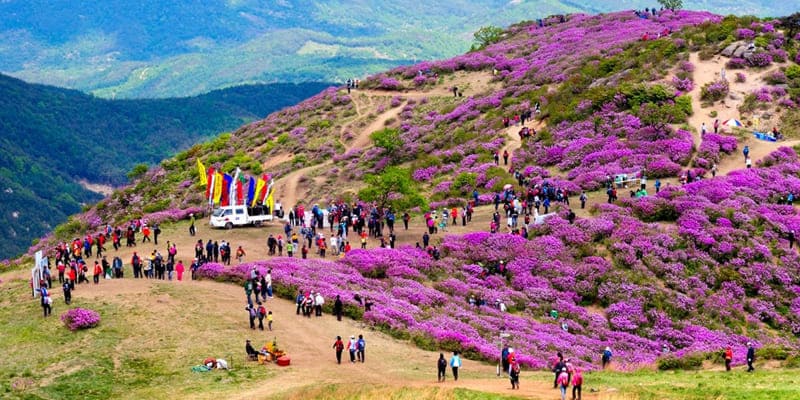 Lễ hội đỗ quyên Hàn Quốc