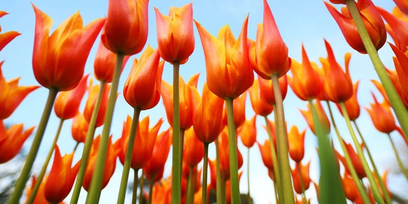 Loài hoa tượng trưng cho tình yêu thương