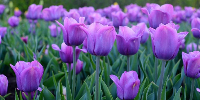 Màu hoa Tulip tím độc đáo