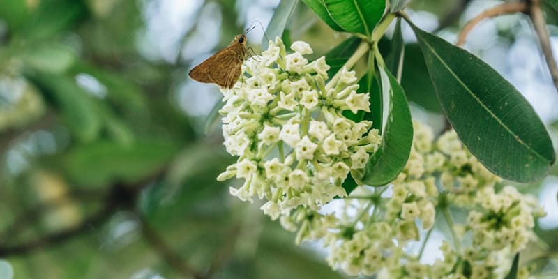 Những bông hoa sữa trắng có hương thơm ngào ngạt