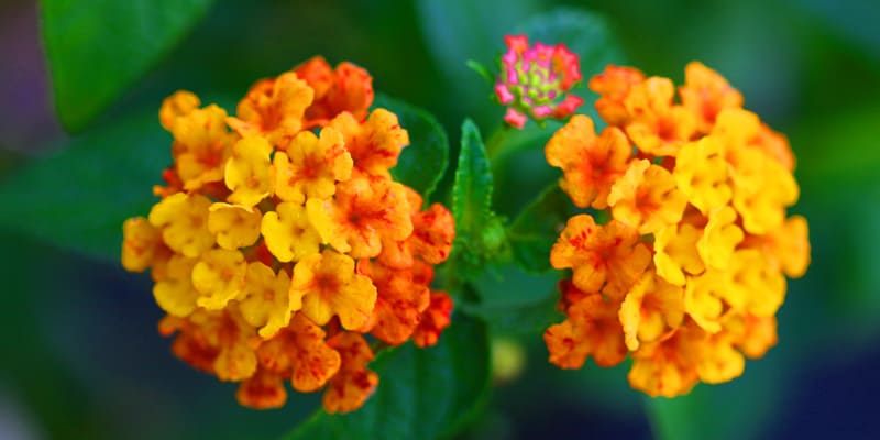 Những cánh hoa trâm ổi rực rỡ khoe sắc