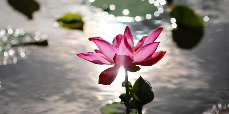 Những cánh sen dâng lên Phật