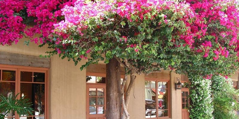 Rực đỏ một góc sân
