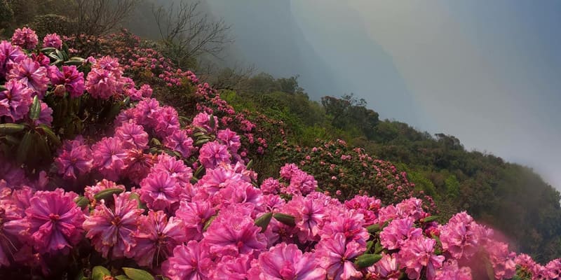 Sắc hoa sơn thạch lựu mơ màng trong sương sớm