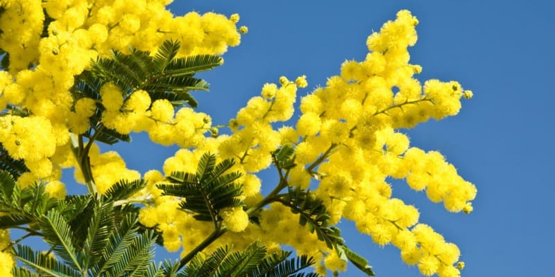 Sắc vàng Mimosa sáng rực cả góc trời