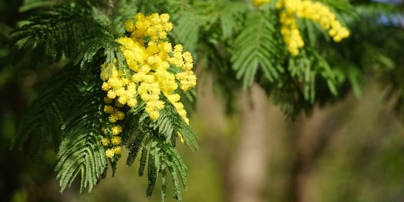 Sắc vàng tràn ngập đất trời