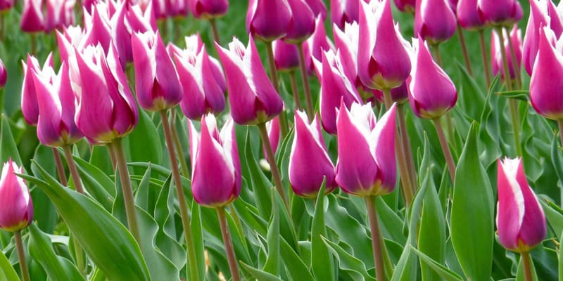 Số lượng hoa Tulip thể hiện những ý nghĩa đặc biệt