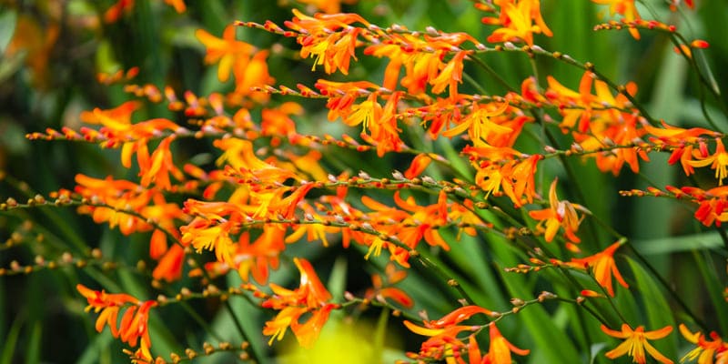 Trồng hoa dơn lúa cần chú ý về phân bón