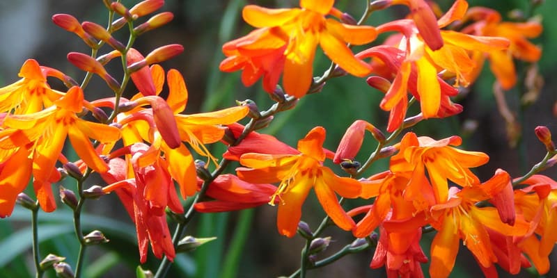 Trồng hoa dơn lúa cần được chuẩn bị kỹ lưỡng