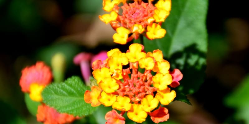 Tưới nước đều đặn khi chăm sóc hoa ngũ sắc