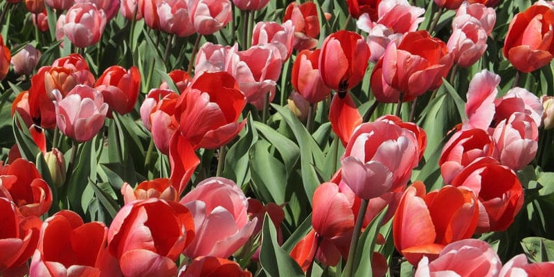 Uất kim cương luôn uốn cong về phía ánh sáng