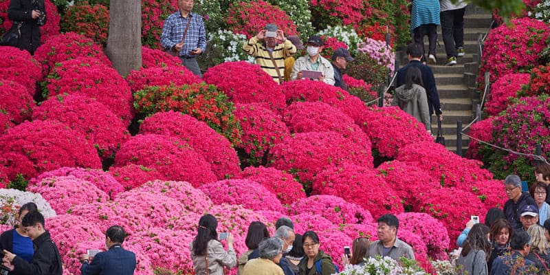 Vườn hoa sơn thạch lựu Nhật Bản