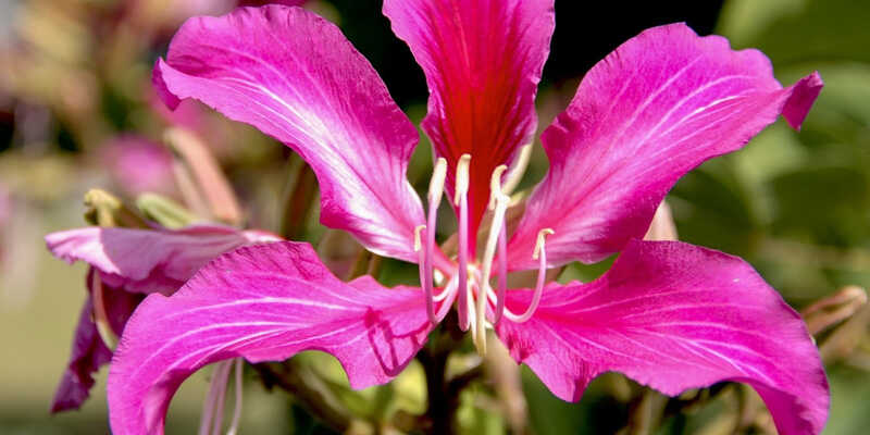 Ý nghĩa đặc biệt của hoa dương tử kinh