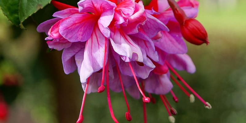 Ý nghĩa trong đời sống đặc biệt của hoa lồng đèn