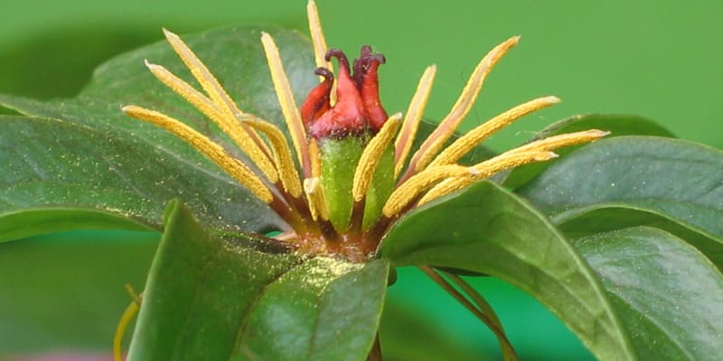 Cận cảnh bông nhất chi hoa