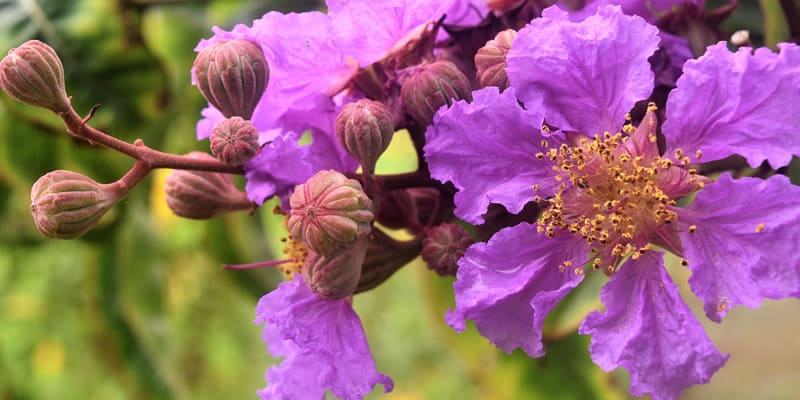 Câu chuyện tình buồn gắn với hoa bằng lăng