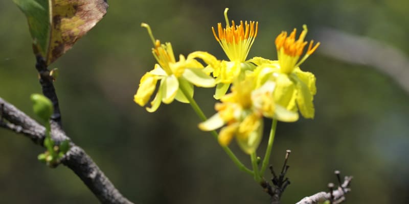 Câu chuyện ý nghĩa về loài hoa mai