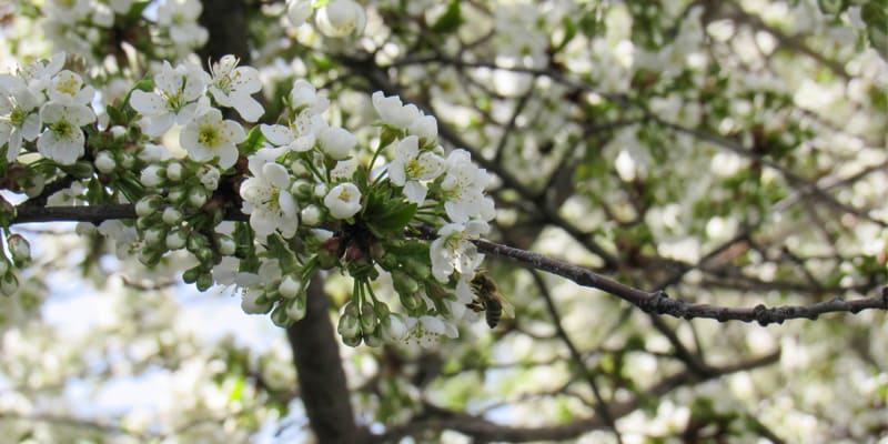 Chú ý khi thực hiện bón phân cho hoa mận