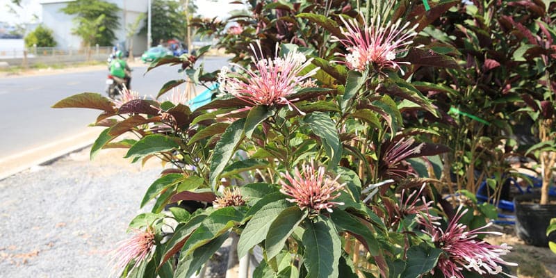 Chú ý nguồn nước tưới khi trồng hoa thiên phúc