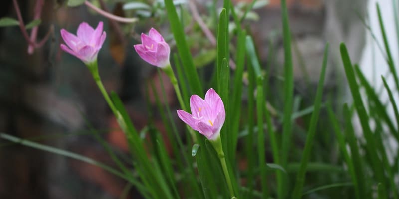 Chú ý về nhiệt độ khi trồng hoa thủy tiên